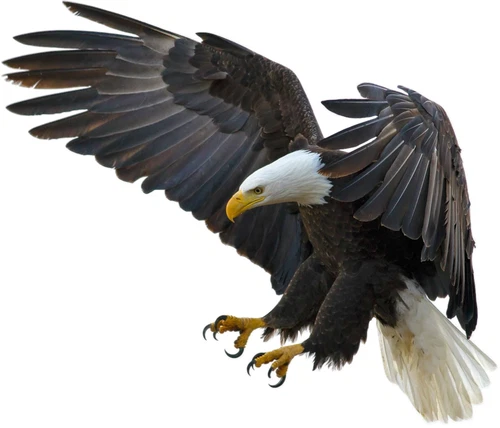 Bird of Prey Bald Eagle Self Adhesive Vinyl Sticker