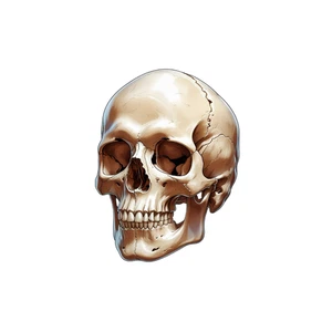 Human Skull Anatomy Self Adhesive Vinyl Sticker