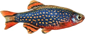 Celestial Pearl Danio Fish Self Adhesive Vinyl Sticker