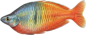 Boesemani Rainbowfish Fish Self Adhesive Vinyl Sticker