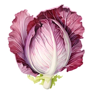 Red Cabbage Vegetable Self Adhesive Waterproof Sticker