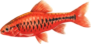 Cherry Barb Fish Self Adhesive Vinyl Sticker