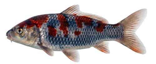 Goshiki Koi Carp Fish Pond Self Adhesive Vinyl Sticker