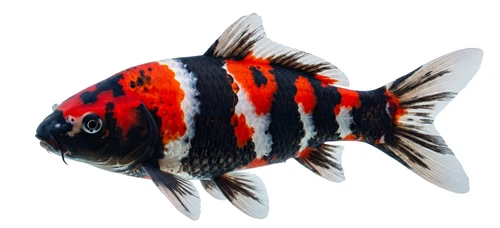 Showa Sanshoku Koi Carp Fish Pond Self Adhesive Vinyl Sticker