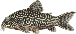 Armored Catfish Fish Self Adhesive Vinyl Sticker