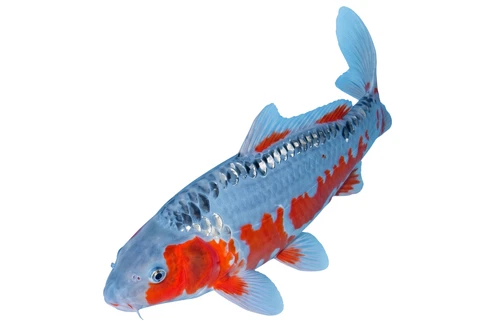 Shusui Koi Carp Fish Pond Self Adhesive Vinyl Sticker