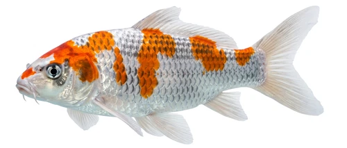 Kujaku Koi Carp Fish Pond Self Adhesive Vinyl Sticker
