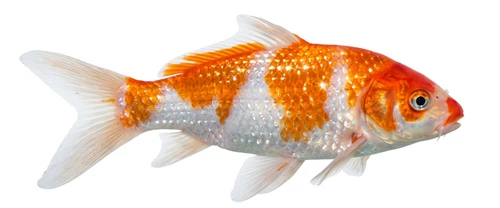 Gin Rin Koi Carp Fish Pond Self Adhesive Vinyl Sticker