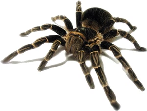 Tarantula Spider Self Adhesive Vinyl Sticker